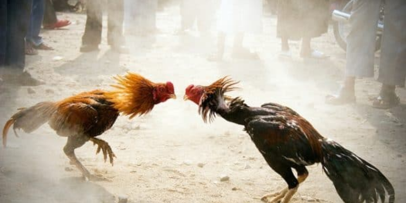 Top các giống gà đá hay nhất hiện nay không nên bỏ qua 5 giống asil giống gà đá hay