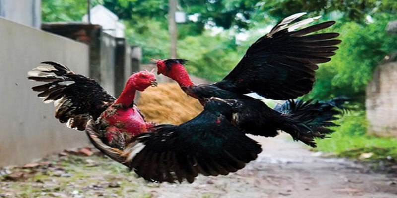 Bật Mí Bí Quyết Chơi Đá Gà Jun88 Hiệu Quả Nhất 5 www.paramismejoresamigos.top